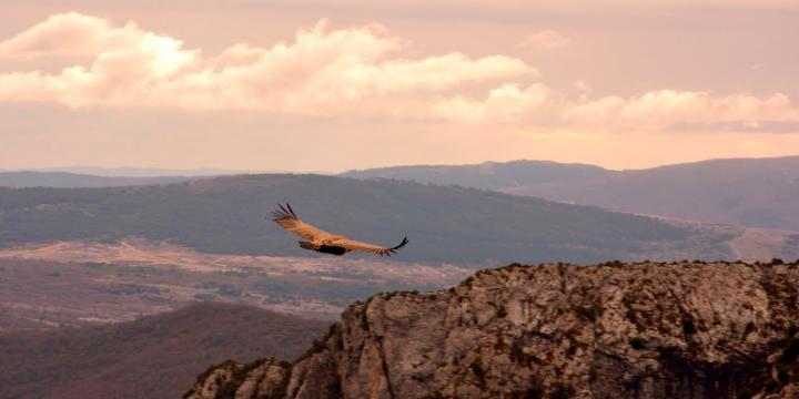 Des vautours dans les Gorges du Verdon