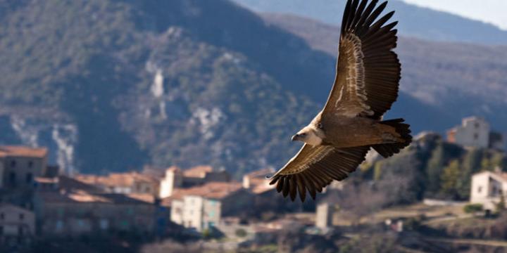 Des vautours dans les Gorges du Verdon