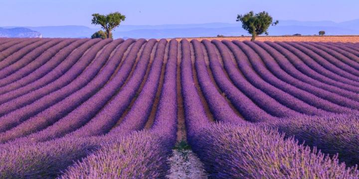 Où trouver des champs de lavande dans le Verdon?